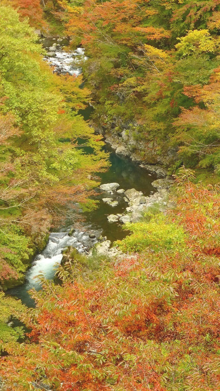 森とさかな ２０１６ 釣行記 フライフィッシング編 小菅川冬季ニジマス釣り場 奥多摩 紅葉 釣り